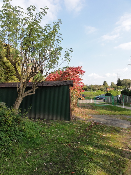 Bahngelände Friedrichsfelde