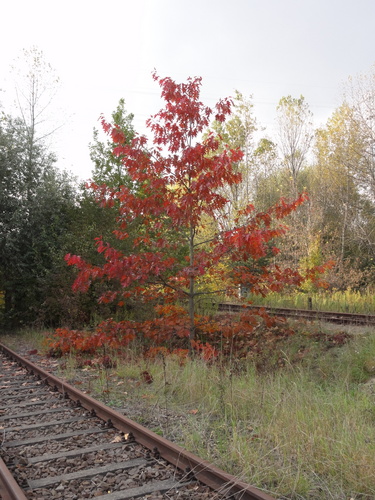 Wriezener Bahn