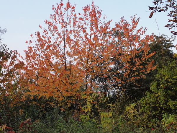 Rund um die ORWO-Platte