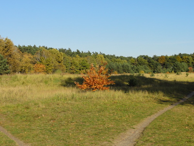 Lichtung im Walde