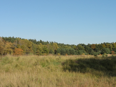 Lichtung im Wald