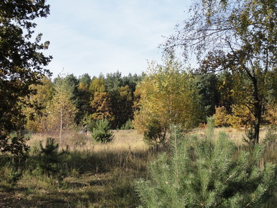 Lichtung im Wald