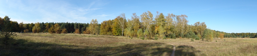 Lichtung im Wald