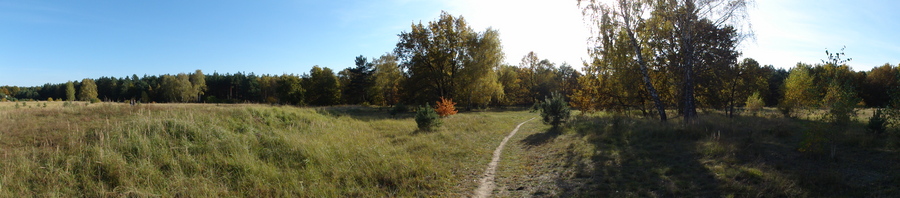 Lichtung im Wald