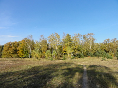 Lichtung im Wald