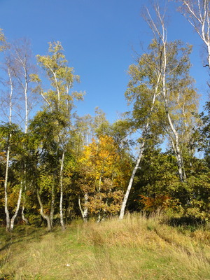 Lichtung im Wald