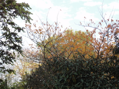 Viktoriapark