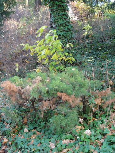 Zentralfriedhof Friedrichsfelde