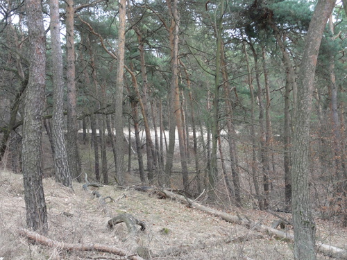 Köpenick: Weg zum  Müggelturm