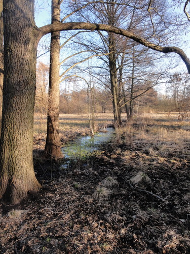 Tegeler Fließ in Hermsdorf