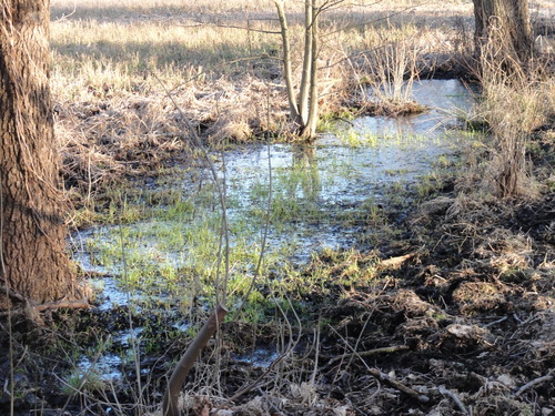 Tegeler Fließ in Hermsdorf