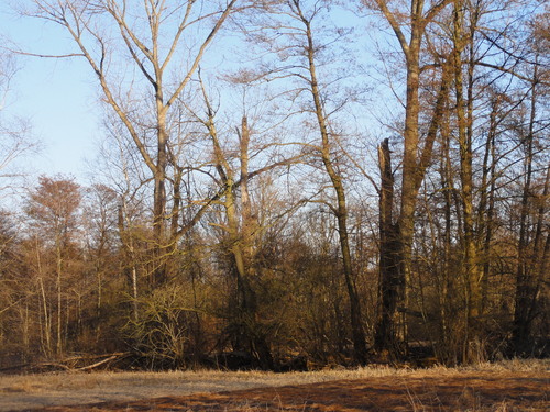 Tegeler Fließ in Hermsdorf