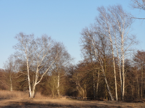 Tegeler Fließ in Hermsdorf