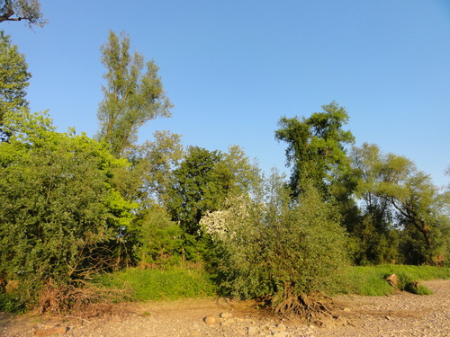 Rhein bei Bad Honnef