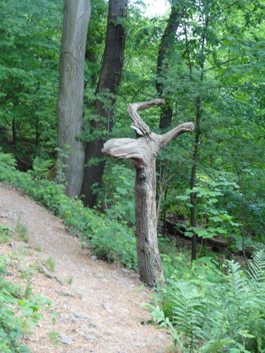 Drachenkopf im Siebengebirge