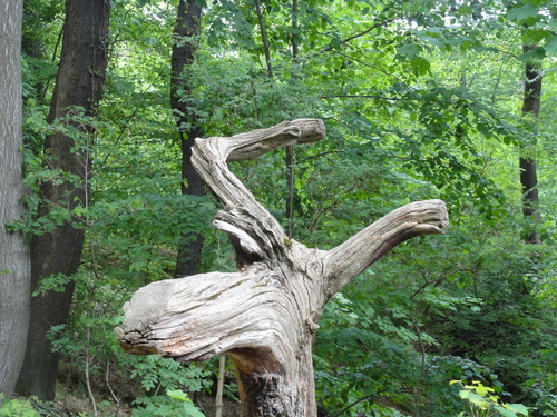 Drachenkopf im Siebengebirge