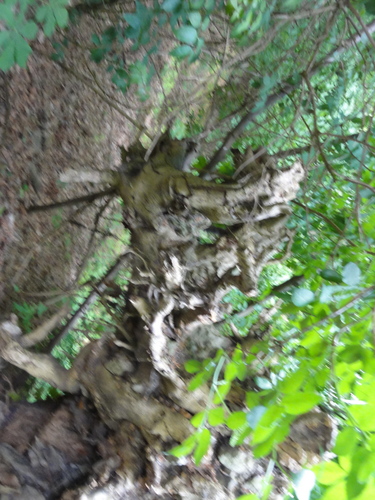 Drachenkopf im Siebengebirge