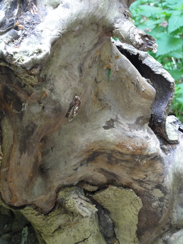 Drachenkopf im Siebengebirge