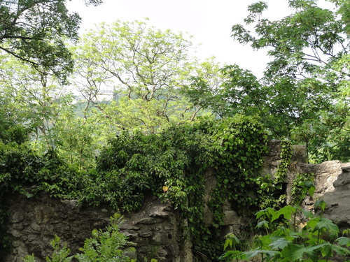 Burg auf den Drachenfels