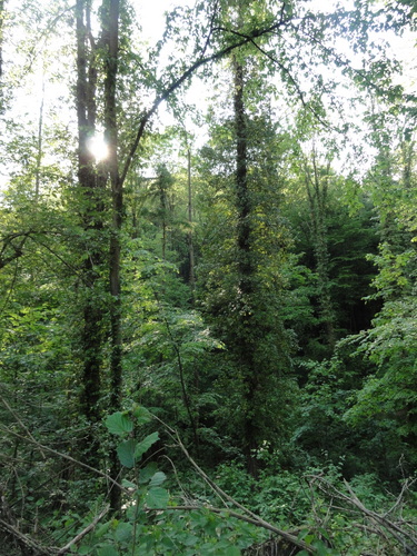 Wald bei Rolandseck