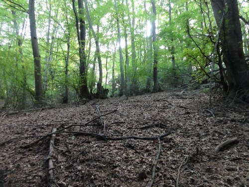 Wald bei Rolandseck