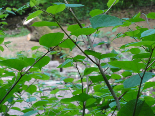 Wald bei Rolandseck