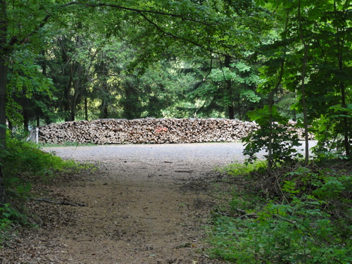 Wald bei Rolandseck