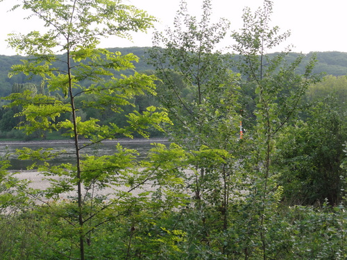 Rhein bei Bad Honnef