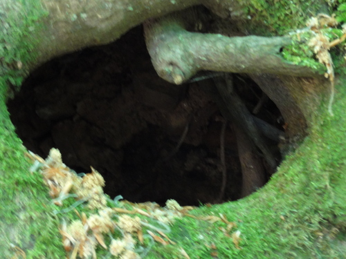 Drachenhöhle auf dem Weg zur Löwenburg, Bad Honnef