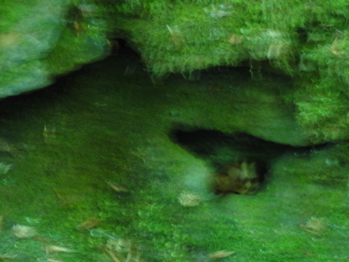 Drachenhöhle auf dem Weg zur Löwenburg, Bad Honnef