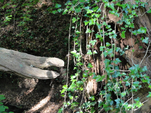 Drachenkopf auf dem Weg zur Löwenburg, Bad Honnef