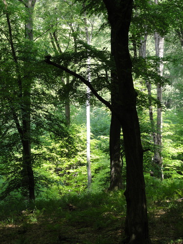 Bad Honnef, Weg zur Löwenburg