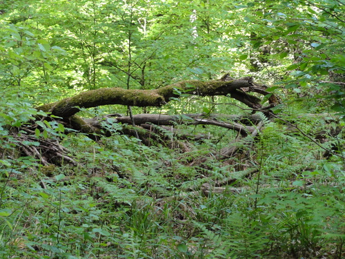 Bad Honnef, Weg zur Löwenburg