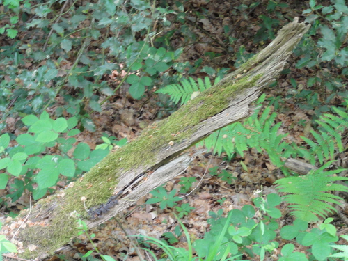 Drachenkopf auf dem Weg zur Löwenburg, Bad Honnef