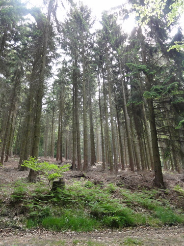 Bad Honnef, Weg zur Löwenburg