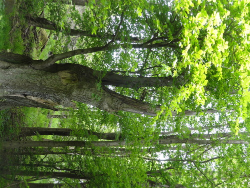 Drachenkopf auf dem Weg zur Löwenburg, Bad Honnef