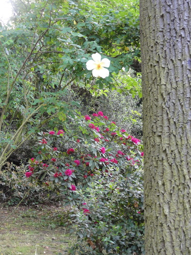 Redoutenpark in Bad Godesberg