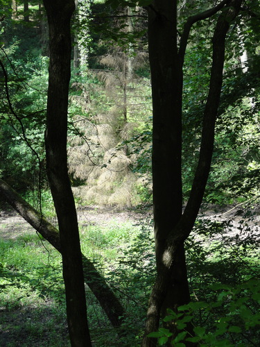 Bad Honnef, Weg zur Löwenburg