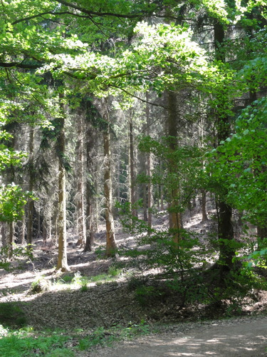 Bad Honnef, Weg zur Löwenburg