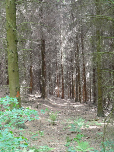 Bad Honnef, hinter der Löwenburg