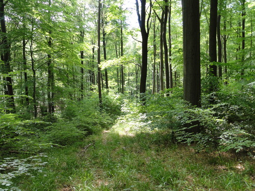 Bad Honnef, hinter der Löwenburg