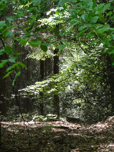 Bad Honnef, hinter der Löwenburg