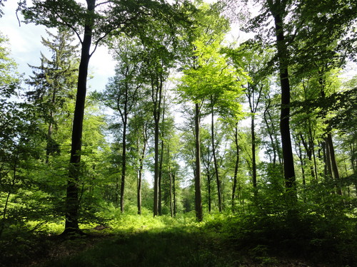 Bad Honnef, hinter der Löwenburg