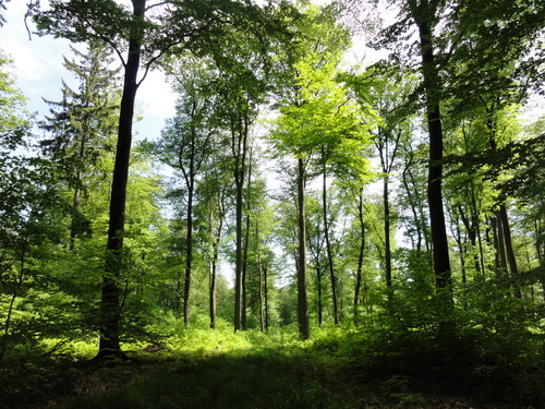 Bad Honnef, hinter der Löwenburg