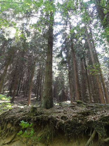 Bad Honnef, hinter der Löwenburg