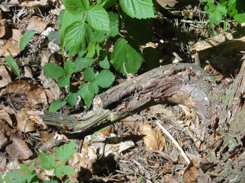 Drachenkopf am Schmelzbach