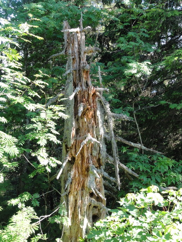 Toter Baum am Feldberg