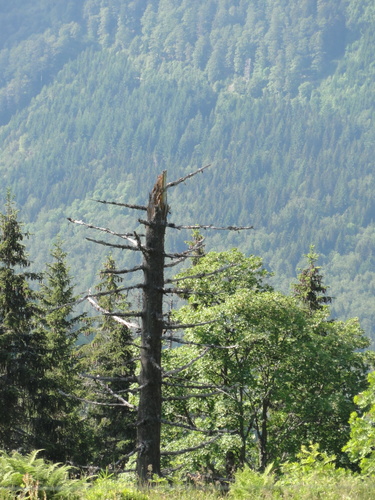 Am Feldberg