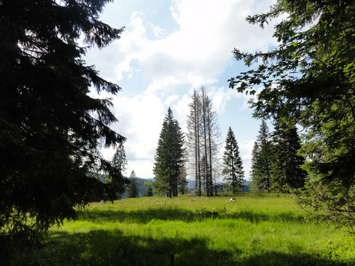 Am Feldberg