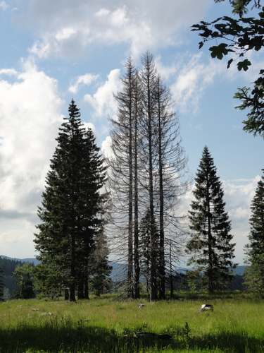 Am Feldberg